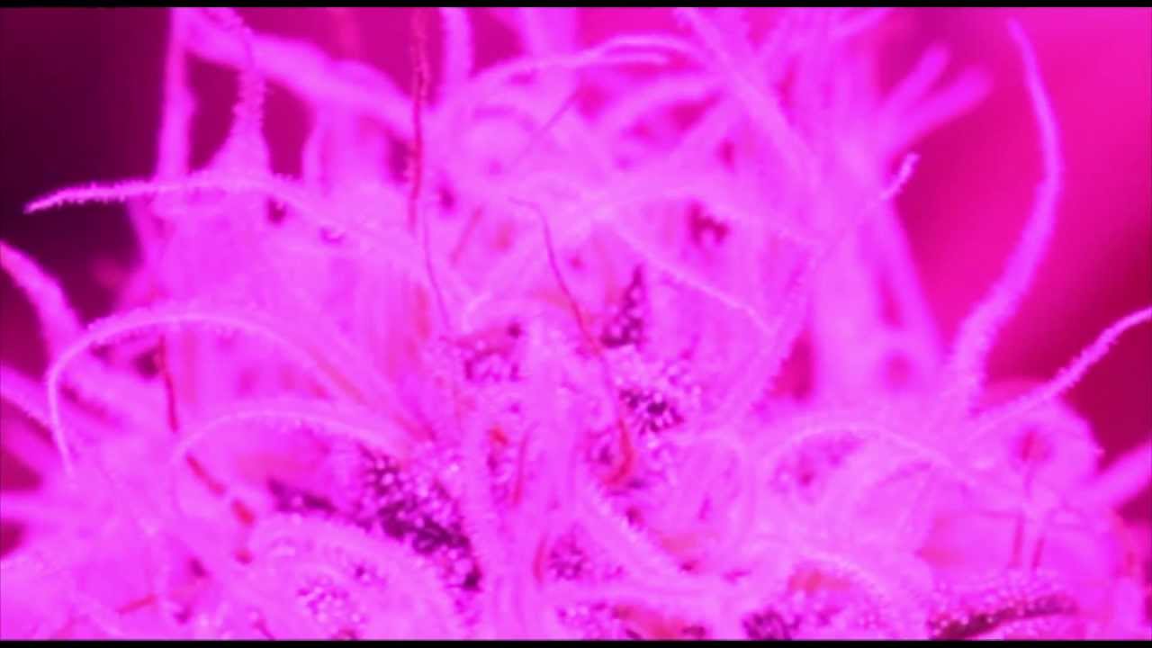 Blackstar Chrome 720 LED - Day 42 Flower