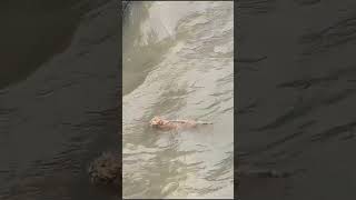 💦 Tapfere Rettung: Menschen retten orangefarbene Katze aus dem Wasser! 🧡🛟