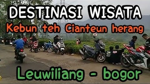Destinasi Wisata Kebun Teh cianteun Herang || Purasari_Leuwiliang Bogor