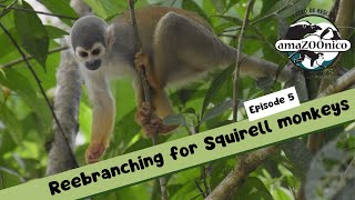 AmaZOOnico Adventures- Reebranching for Squirrel monkeys (Episode 5)