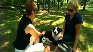 Healing Touch for Animals - Philadelphia