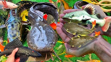 Video Cá Cảnh Đẹp, Cá Cảnh Dễ Thương, Cá Chép Koi, Cá Tai Tượng, Cá Chuột, Cá Sấu