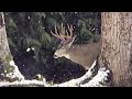 Huge Black Tail Buck Hunt Story