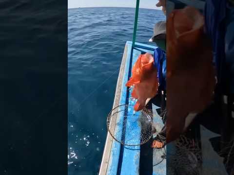 15 ) Gặp cá mú lớn