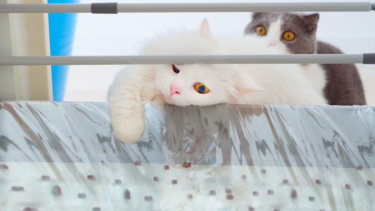 Cats Try Stealing Snacks YouTube why-does-my-cat-steal-my-seat-uncovering-the-reasons-behind-feline