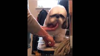 Details Shihtzu Grooming News