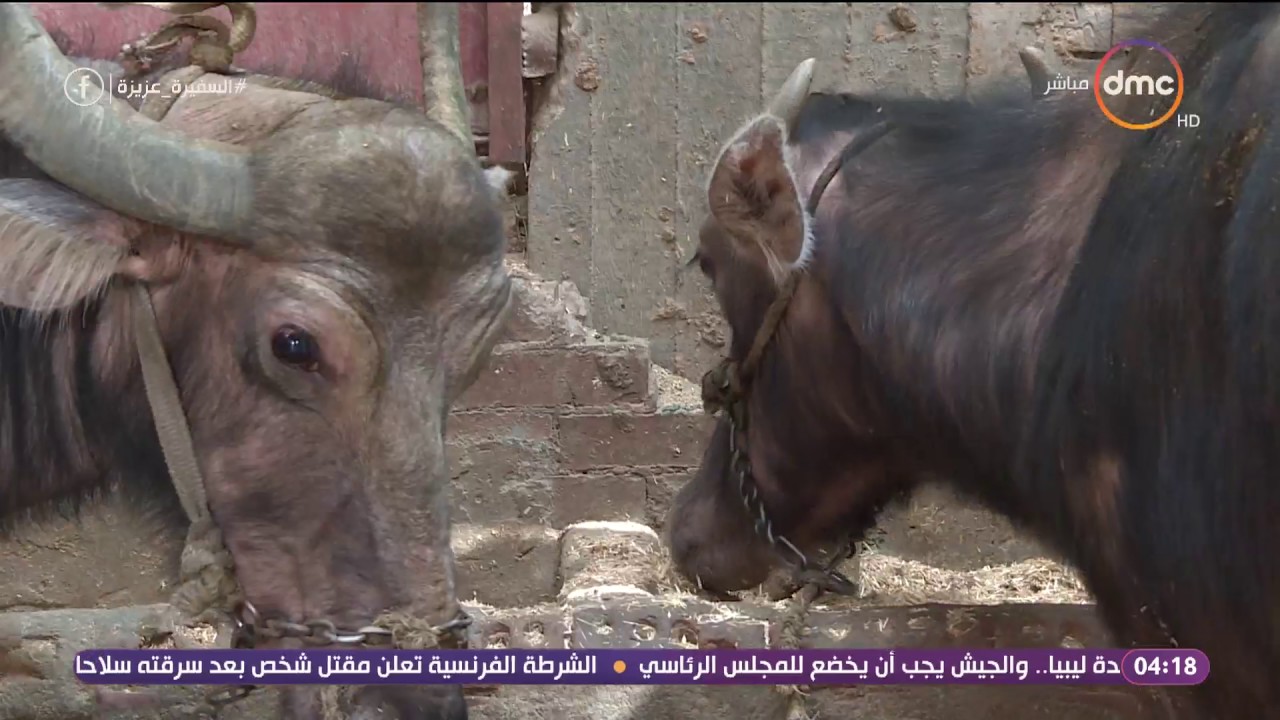 السفيرة عزيزة - طريقة حلب اللبن السائب بمزارع المواشي