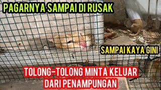 KUCING INI MINTA DI KELUARKAN DARI PAGAR PENAMPUNGAN ADA APA DENGAN DIA..!