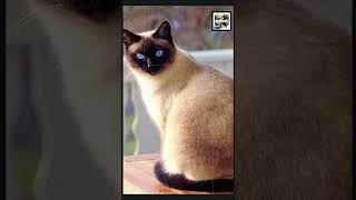 3 Quick Siamese Cat Facts - The Ancient Color-Changing Cat - Animal a Day #shorts