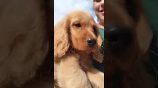 Cocker spaniel #cocoisfamily
