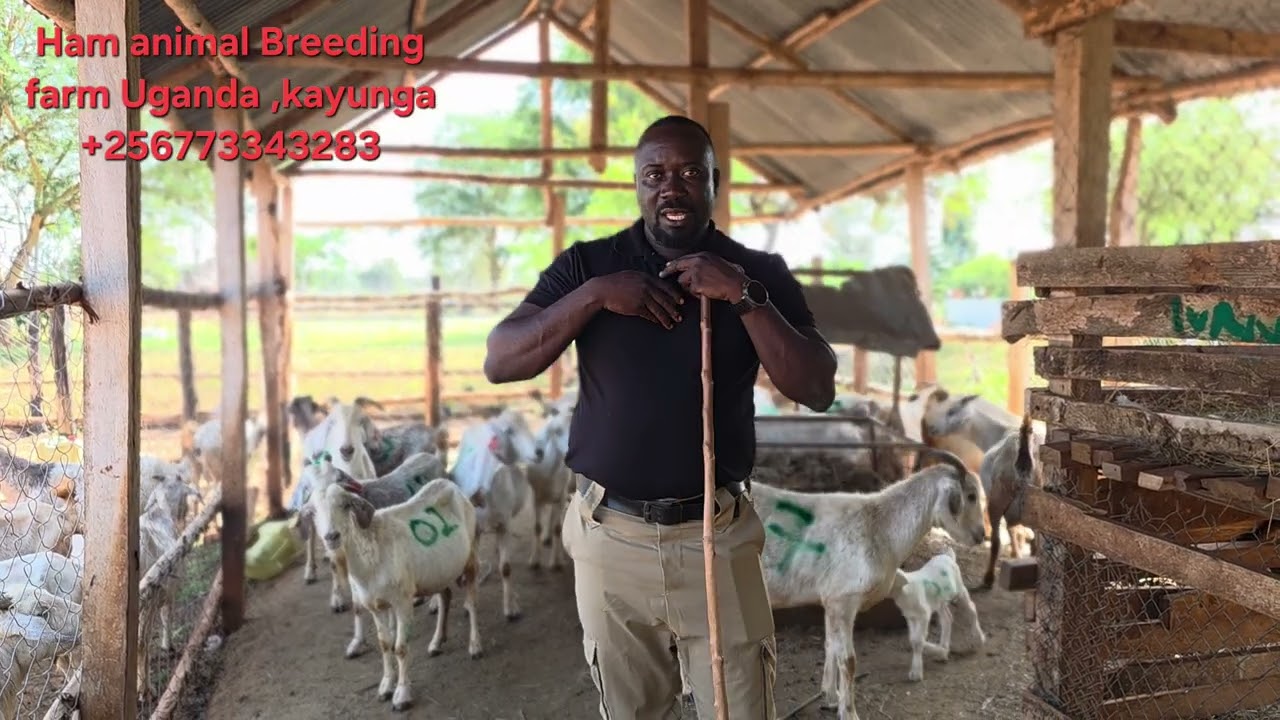 Почему мы нумеруем животных по биркам, а не по туловищу?