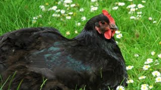 All About the Black Australorp Chicken