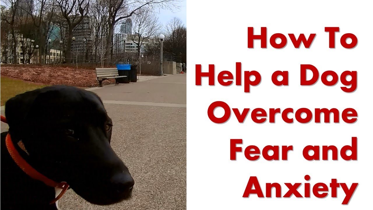 Part 1 How to Help a Dog their Fear, Anxiety and Nervousness Issues YouTube
