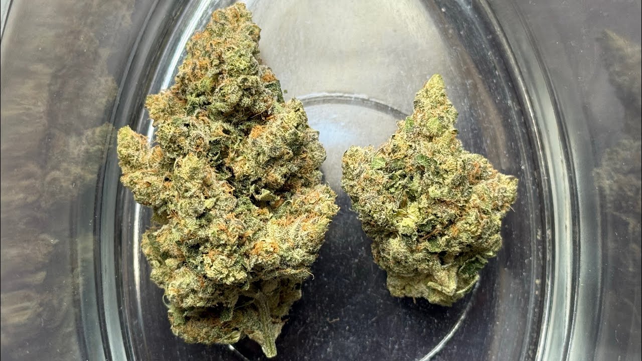 Lot420 AAAA T26 Gelato #33 REVIEW 