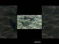 A beautiful and powerful Rabbi ighfir li wa liwalidayya#quran #shorts #islamicvideo #viral #short