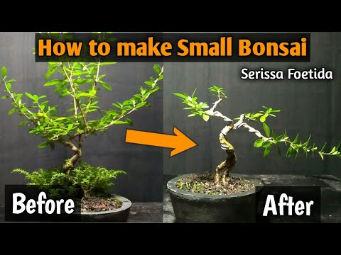 Video: Serissa Japanska - Tusen Stjärnor. Vård I Hemmet. Bonsai. Foto