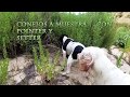 Conejos a muestra con pointer y setter