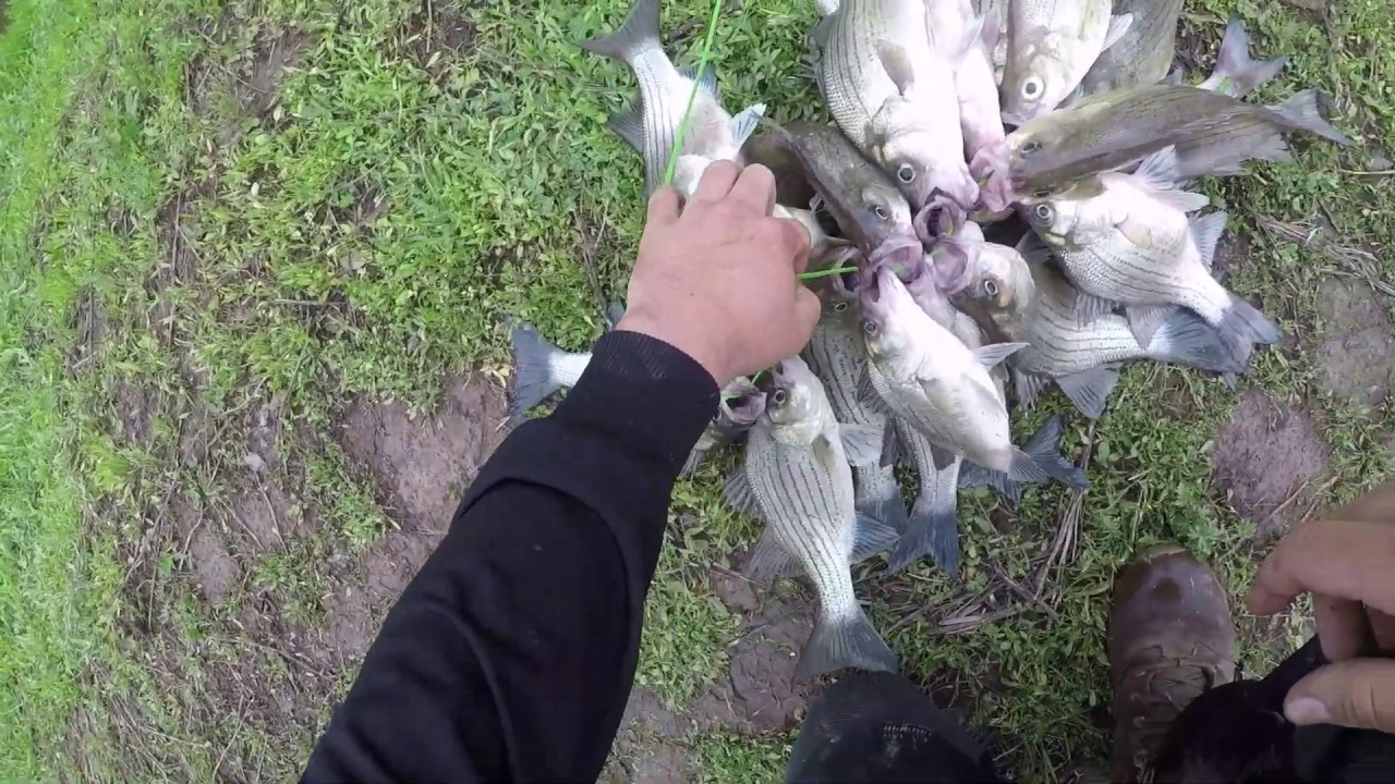 Yegua creek,fishing for white bass YouTube