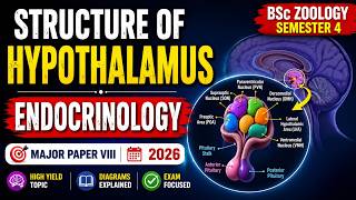 Structure of Hypothalamus | BSc 4th Semester Zoology Hons | NEP 2020 Unit 2 Explained