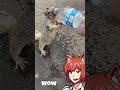 Squirrel Looking For Water