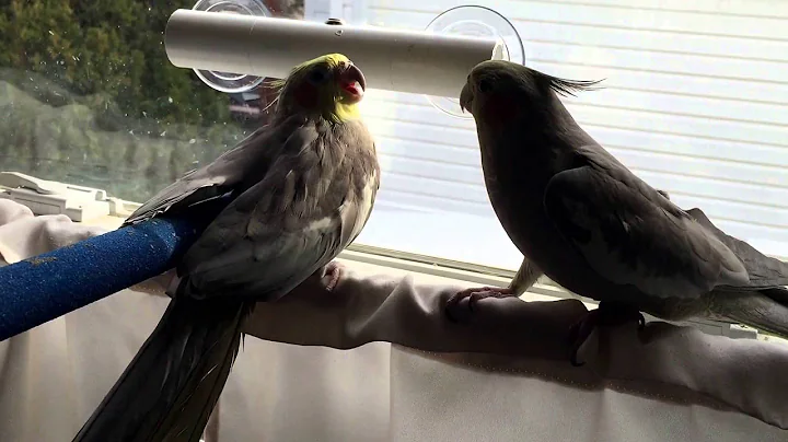 Enkidu Being Aggressive with Grindle