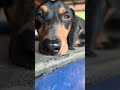 പ്രേമം 😂 #reels #dachshund #funny