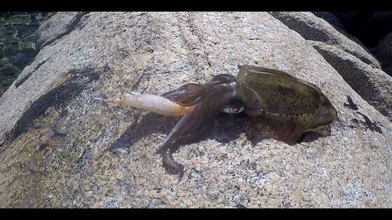 Squid Rocks MT MARTHA ROCKS. SQUID ON FISH OFF - YouTube