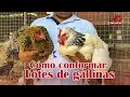 ¿Cómo conformar lotes de gallinas de reproducción? | Granja San Lucas