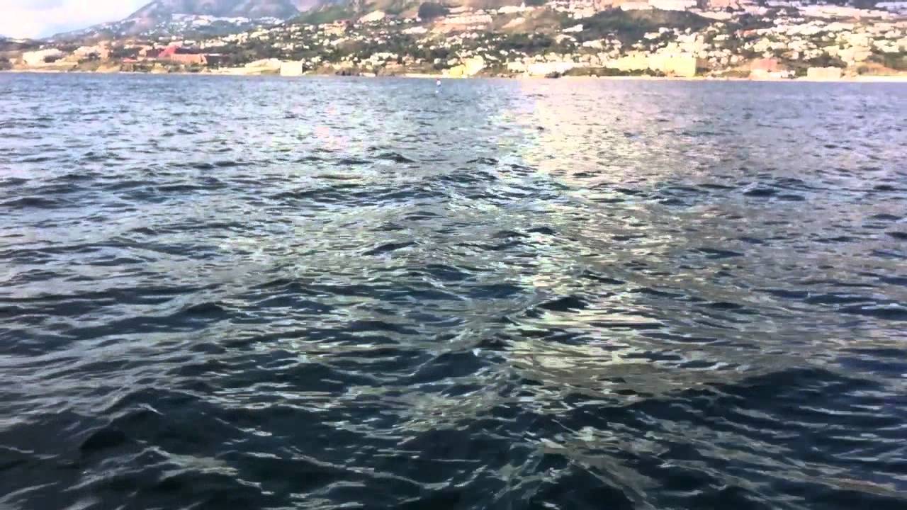 Delfines mulares jugando en Malaga