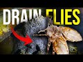 MASSIVE DRAIN FLY INFESTATION - Raw sewage DUMPING into crawl space!!