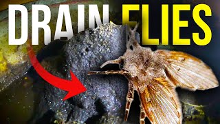 MASSIVE DRAIN FLY INFESTATION  Raw sewage DUMPING into crawl space!!