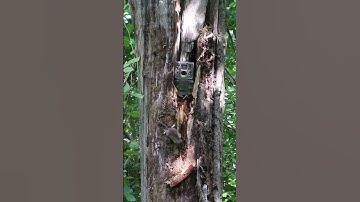 TrailCam Placement - Ever Happen To You??? #deerhunting #scouting #trailcam