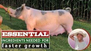 Some ESSENTIAL FEED INGREDIENTS that will make your PIG GROW faster in 2024