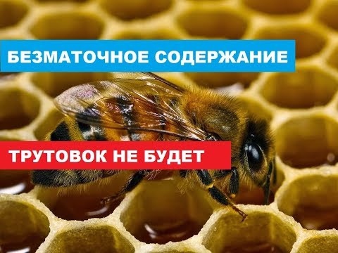 Видео: Защо млякото от торбички не се вкисва