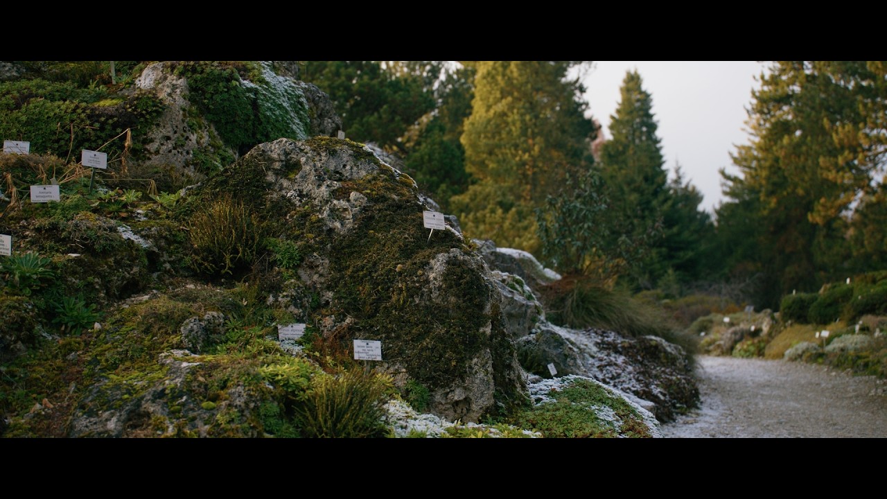ARRI ALEXA LF Munich Forest Early morning Golden Hour look