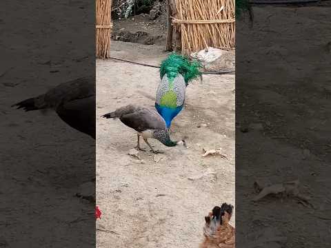 تزاوج الطاووس 