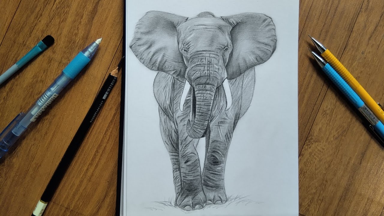 Drawing elephant || timelapse video 
