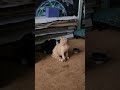 😺 brothers cats