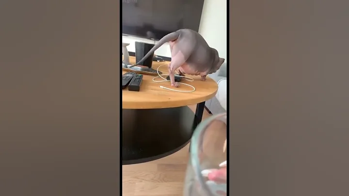 Watch the video about Cute and funny sphynx cat video #sphynx #sphynxcat #sphynxkitten #sphynxcatvideo