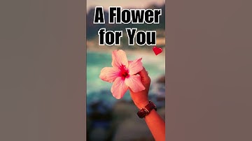 Summer Ambience: A Flower for You! Jazz Music & Lazy Summer Afternoon