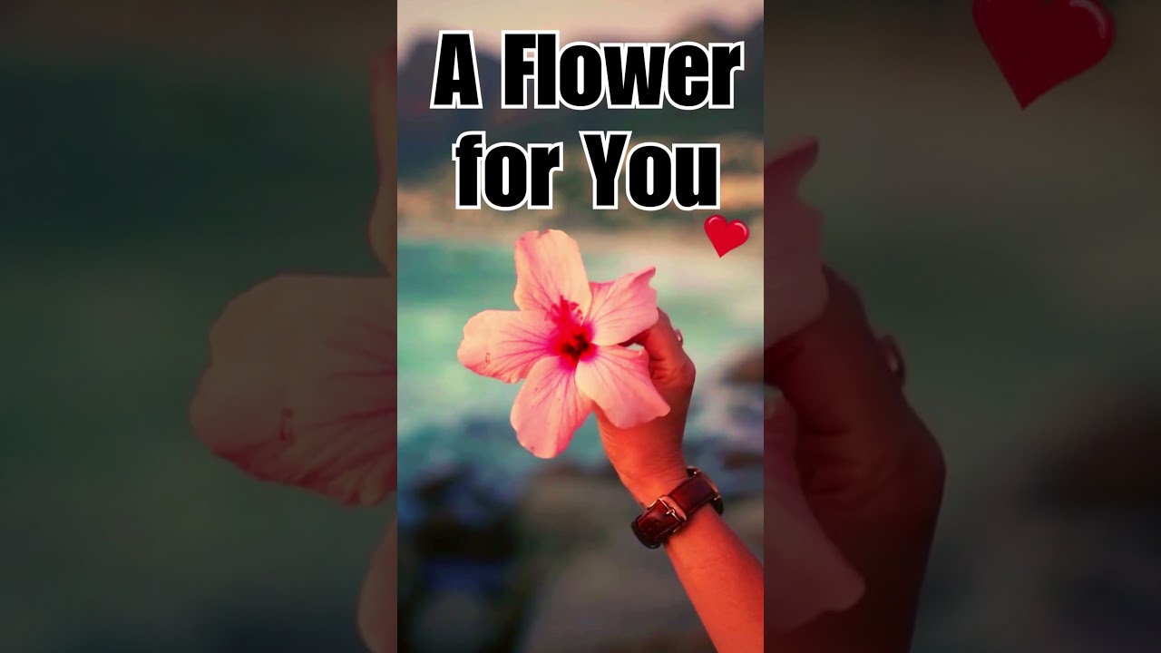 Summer Ambience: A Flower for You! Jazz Music & Lazy Summer Afternoon