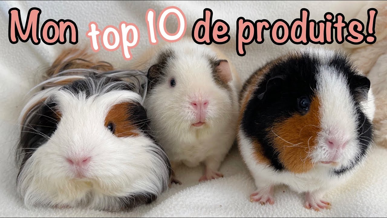 Mon top 10 de produits préférés pour cochons d'inde