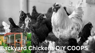 Chicken Coop DIY EASY TO DO  #chicken #chickensofyoutube
