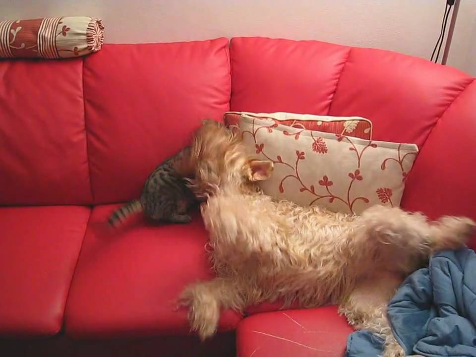 wheaten terrier and cats