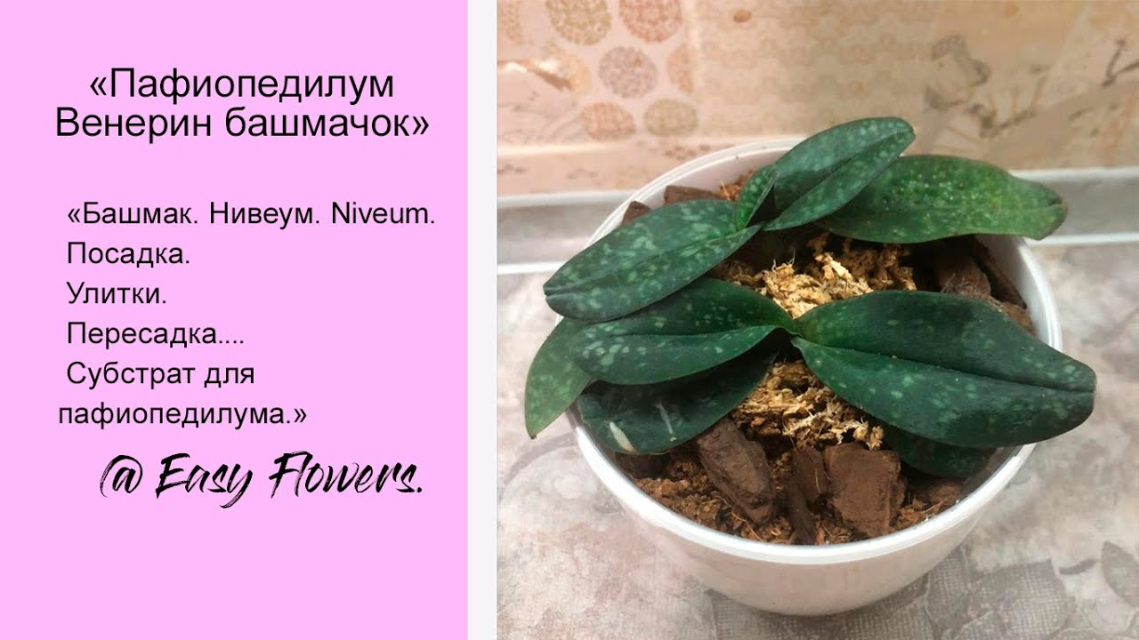 Пафиопедилум Нивеум  (Paph. Niveum) и аттракцион невиданной щедрости - 3 башмачка-сюрприза :)