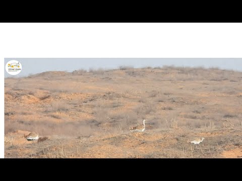 Приоткрывая заповедные двери... Февральские дрофы в заказнике «Харбинский»