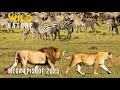 DELTA TO DESERT | Giants Migrating to Water’s Edge #wildanimals | Wild Nature