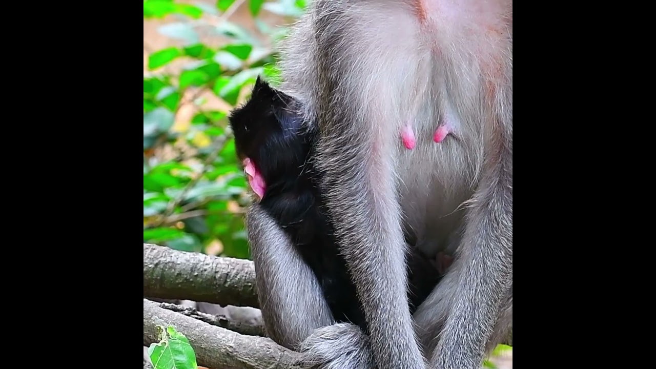 Comely a movement baby monkey hug momma