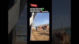 Yakışıklı Çiftçi Olmak Isteyen Genci, Tosun Kovaladı.