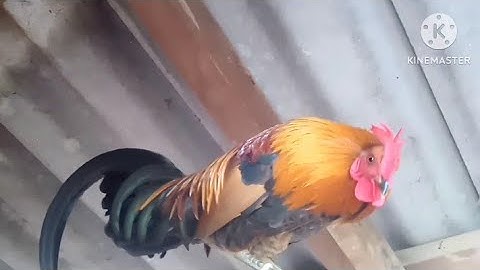 muag qaib mos qua zoo ขายไก่อ่อนขันม่วนหลาย 2022/12/19